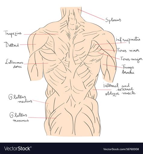 The anterior muscles of the torso (trunk) are those on the front of the body chest muscles function in respiration while abdominal muscles function in torso movement and in maintenance of balance and posture. Torso muscles back Royalty Free Vector Image - VectorStock