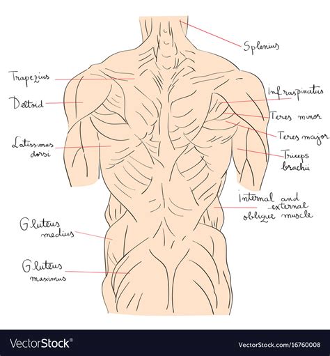 Grab a pvc pipe or a broom stick with a wide grip and place it in front of your hips. Torso muscles back Royalty Free Vector Image - VectorStock