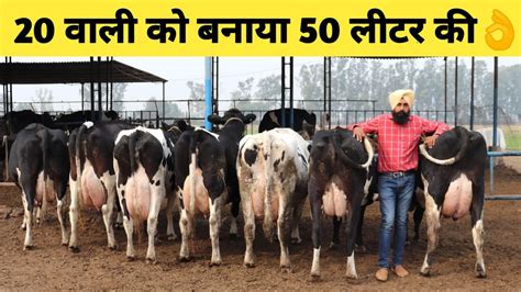 We were privilege to have one of ntv7 journalist. Top Quality HF Cows Dairy farm in Haryana India|How ...