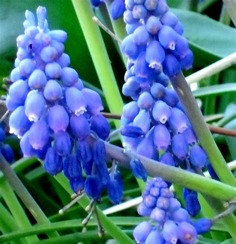 Si narra che la ninfa io, corteggiata da fiorisce copiosamente, tra il blu e il viola, con corolle da 2,5 cm di diametro, da maggio a ottobre. Hortus Italicus: Muscari armeniacum Leicht.