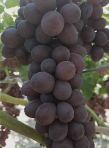 Maybe you would like to learn more about one of these? Calendario de producción de uvas | Torremesa