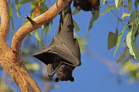 Have you ever wondered why bats hang from ceilings and walls? How to Get Rid of Bats from Your House | Safe Bat Removal