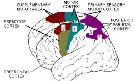 Central nervous system (cns) the cns is the brain and the spinal cord. Main parts of the higher central nervous system involved in motor... | Download Scientific Diagram