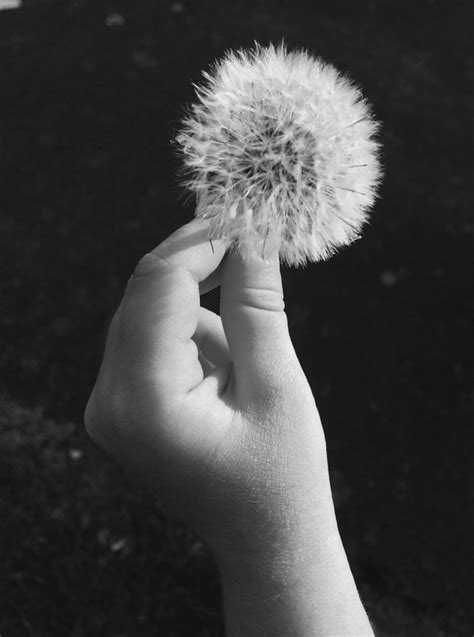 | meaning, pronunciation, translations and examples. Encapsulate | Flowers, Plants, Dandelion