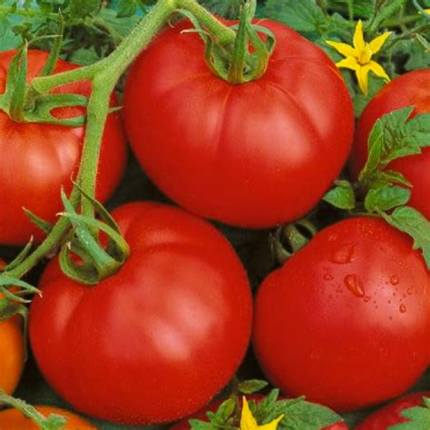 Our tomatoes are firmer, better looking, and have a longer shelf life than tomatoes grown in the open field. Heirloom Tomato Plants For Sale In Massachusetts | Cromalinsupport