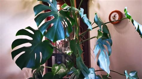 Which lights are best for those of us who need to add some artificial sunlight to our dark apartments or who just want to keep our pileas and begonias from dying over the winter? Installing Vogek Grow lights for Indoor Plants/Be winter ...