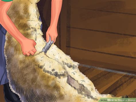 Yüzyıl'da yazılmış toplumsal ve aile içi mutlulukla ilgili öğretiler içeren bir kitaptır. How to Shear a Sheep (with Pictures) - wikiHow