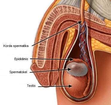 Beberapa jenis perubahan hormonal adalah menopause, menstruasi, dan sindrom pramenstruasi, kehamilan dan pubertas. obat buah zakar bengkak sebelah kanan | penyebab buah ...