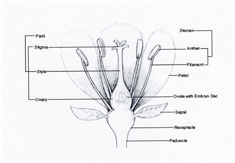 Interestingly, some plants actually have both male and female parts, which allows the plant to reproduce with itself. Male And Female Parts Of Flower / Hibiscus Flower Parts Science Exhibition Diy School Project ...