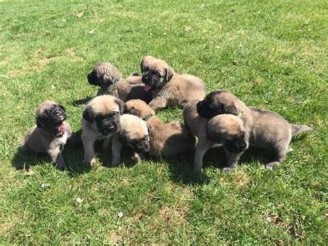 Mastiffs rarely bark, but they are not fond of strangers and will defend their territory and family when necessary, making excellent guard dogs. Litter of 5 Mastiff puppies for sale in MYERSTOWN, PA. ADN ...