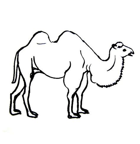 The videographer is a female dromedary. Camel coloring pages for kids