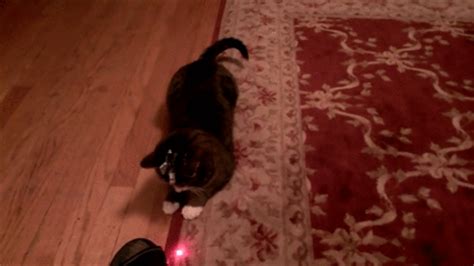 So why do cats chase laser pointers? Cat with head-mounted laser « Why Evolution Is True