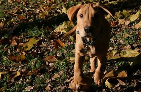 En france, 600 familles accueillent un futur chien guide pendant 18 mois environ. Je suis famille d'accueil pour les futurs chiens guides d ...