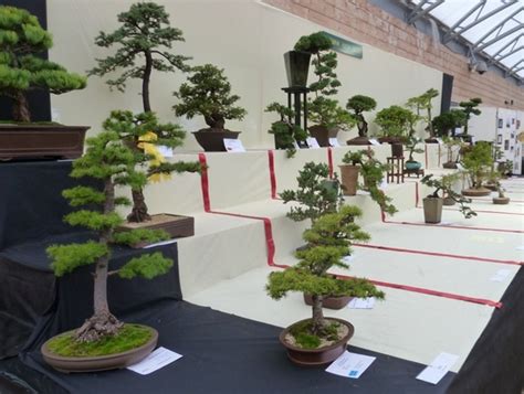 Up to four hours of direct sunlight, depending on the variety. Fife Flower show Part 2 Alpines, Cactus and Bonsai : Grows ...