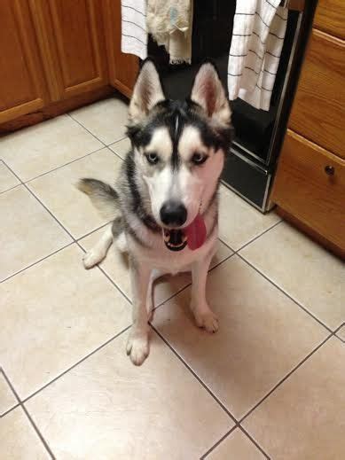 Eight beautiful purebred siberian husky puppies. #Siberian #Husky #Rescue of #FL has a beautiful two-year ...