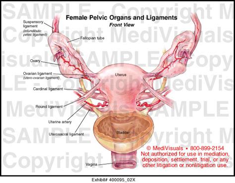 Start studying female pelvic ligaments. Female Pelvic Organs and Ligaments Medical Illustration ...