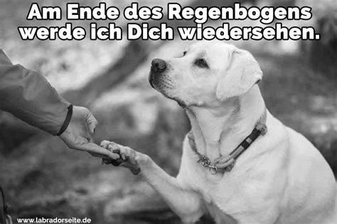 Still, seid leise, es ist ein kleiner engel auf der reise… er wollte nur kurz bei cima ist heute nacht über die regenbogenbrücke gegangen. Trauer Um Hund Sprüche