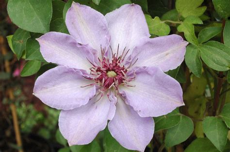 From 150 to 200 cm. Clematis 'STILL WATERS' | Clematis online kaufen