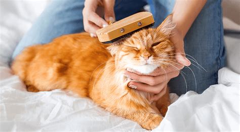 Below is a brief list of the most common services and procedures available affordable animal hospital whittier. Pet Grooming Near Me 34653 - Best Care Animal Hospital