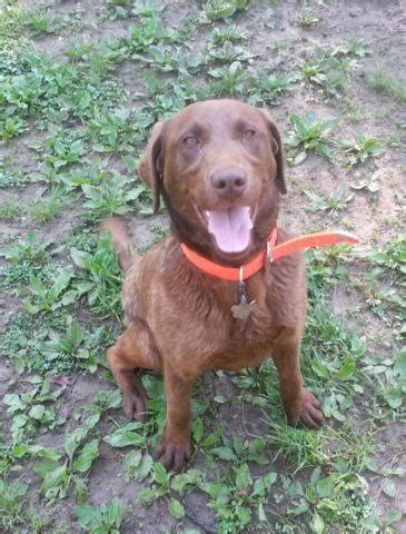 At my lab puppies, we breed with a purpose in mind. AKC REGISTERED CHOCOLATE LAB for Sale in Lewisburg, Ohio ...