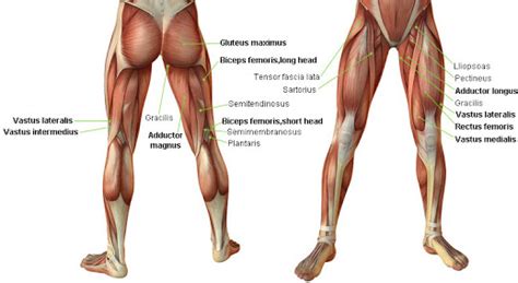 The calf muscle, on the back of the lower leg, is actually made up of two muscles: Muscles of the legs & hip - TheHubEdu.com
