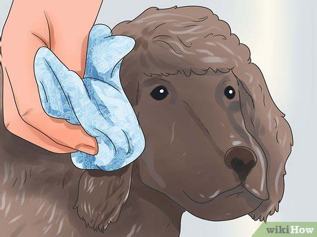 Goldendoodle grooming is an absolute necessity. How to Groom a Poodle (with Pictures) - wikiHow