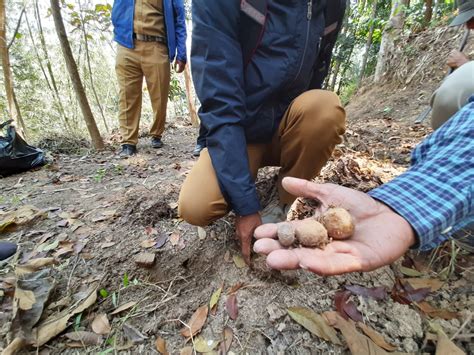 Jika di bahasa indonesia, mungkin kita mengenal nama bunga diidentikkan dengan nama pohon atau tanaman. Berprospek Bagus, Kementan Kawal Kabupaten Kuningan ...