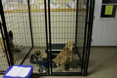 Doggyland daycare & boarding is a premier doggy daycare and dog boarding facility located in spokane valley, wa. FAQs about Boarding - Fun Fur Pets