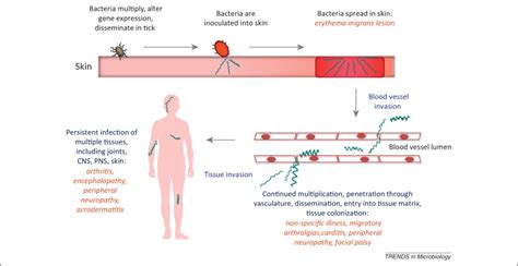 Past, present, and future // frontiers in cellular and infection 6. Illuminating the roles of the Borrelia burgdorferi ...