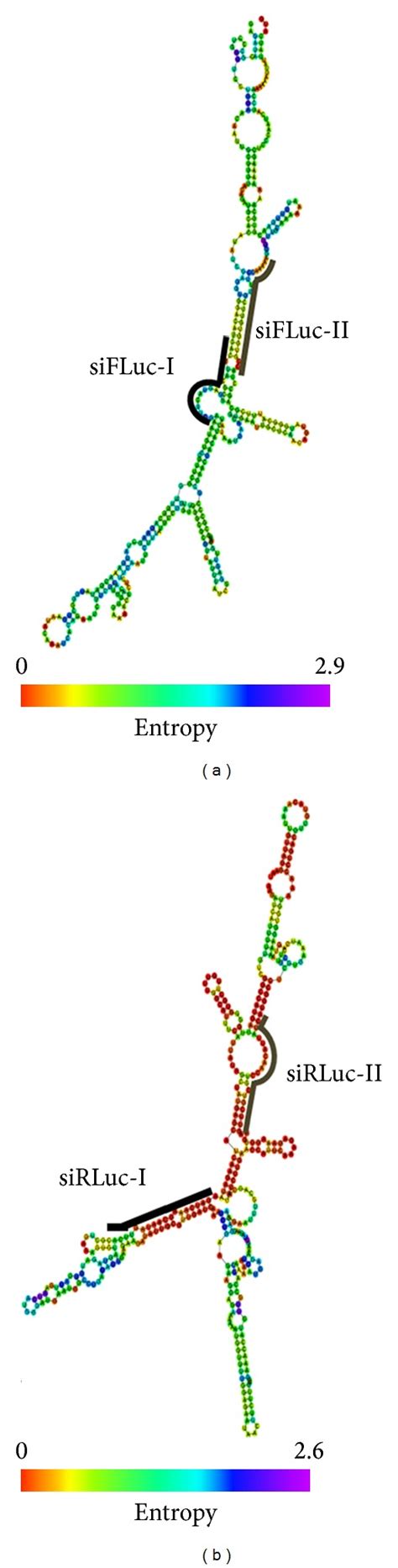 Recently, this viewpoint has altered due to the latest technical. Secondary structures and thermodynamic stabilities of the ...