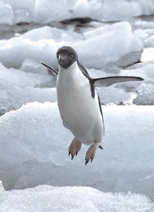 Check out this fantastic collection of baby penguin wallpapers, with 46 baby penguin background images for your desktop, phone or tablet. Flapping GIFs - Find & Share on GIPHY