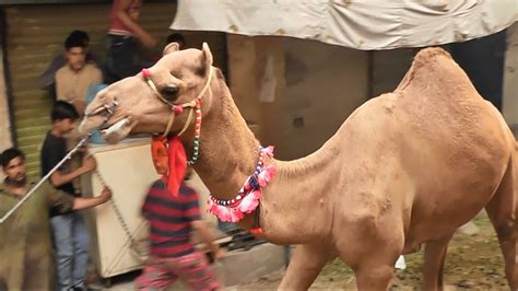 I grew up with a door like this, but it was single sided (is that what it's called?), meaning i'm just wondering if there were stoppers built in to make each door stop before they get all the way out of the pocked and so that they meet in the middle. Camel Qurbani 2017 Faisalabad Pakistan 1438 - YouTube