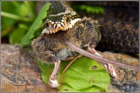 Hoggorm er den eneste naturlig forekommende giftslangen vi har i norge. TOM DYRING WILDPHOTO / NN: ORMESOMMER`N ER OVER