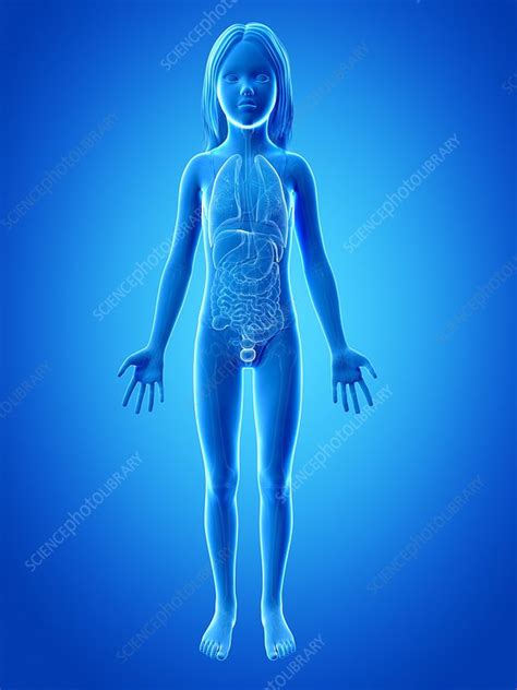 Asian woman holds the liver. Internal organs of girl, illustration - Stock Image - F011 ...