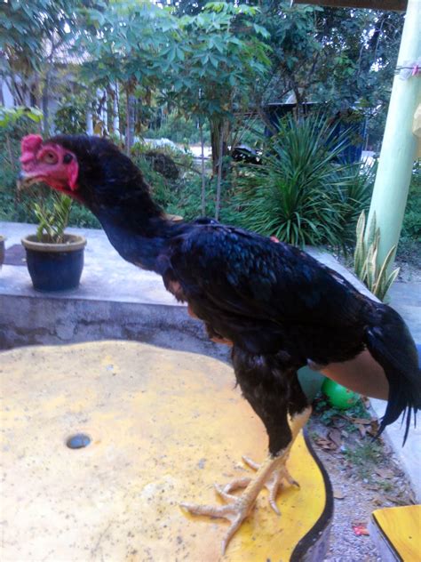 Bermula pada hujung tahun 2018 kami adik beradik mula atok melawat salah satu reban ayam sabung di kedah. AYAM SABUNG REBAN KAMPUNG: AYAM BATANG KAKI UNTUK DI JUAL 2014