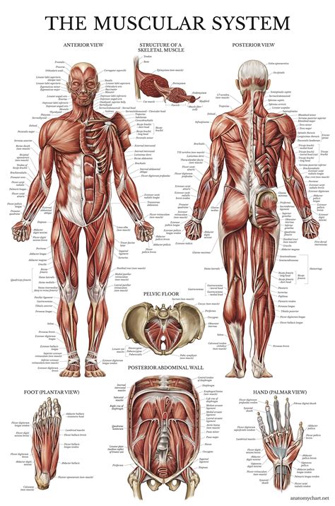 Nervous, skeletal, circulatory, muscular, digestive, urinary, lymphatic, endocrine. Galleon - Muscular System Anatomical Poster - Laminated ...