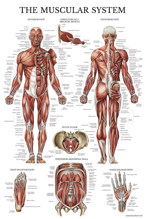 If your home was crafted throughout the late sixties into the mid seventies, you will find a superior chance that muscular body diagram blank was used in lieu of copper for its electrical circuits. Galleon - Muscular System Anatomical Poster - Laminated ...