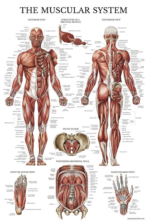 Diagram of the human muscular system (infographic). Galleon - Muscular System Anatomical Poster - Laminated ...