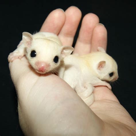 Baby sugar glider for sale, sugar glider will be ready to go in 8 weeks, approximately february 20th. Sugar Glider Animals For Sale | Seattle, WA #171839