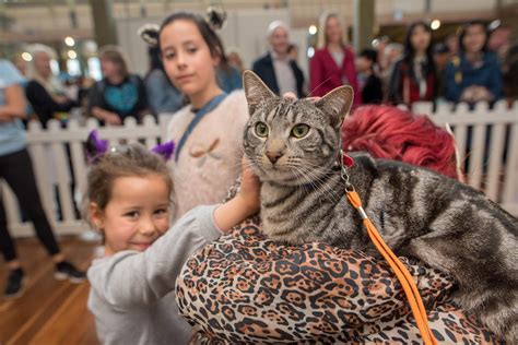 Melbourne Cat Lovers Show 2019 - Nov 30-Dec 1 | Australian ...