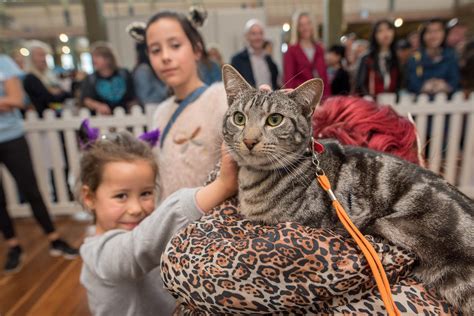 He is one of few nationally accredited trainers & assessors by the official government accreditation authority working in the industry and has been an expert witness in court cases involving dog attacks. Melbourne Cat Lovers Show 2019 - Nov 30-Dec 1 | Australian ...