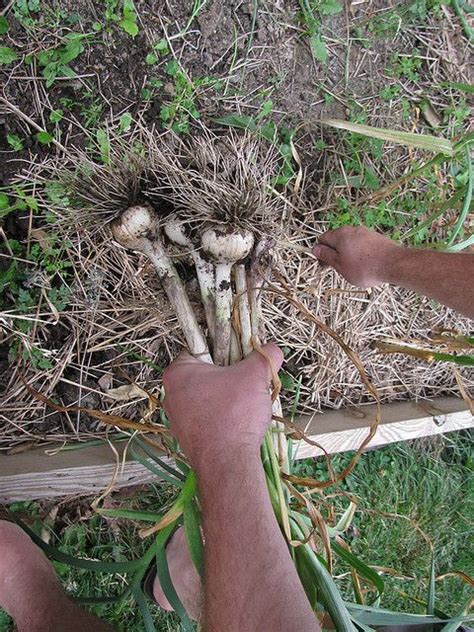 I am in zone 5 and grow hardneck garlic. Tips for growing garlic in ohio | Planting garlic, Garden ...