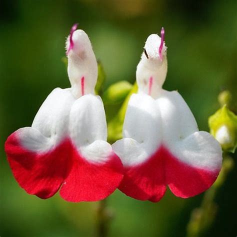 Lithops julii 'hot lips' / 10 seeds per pack. Salvia Hot Lips 14cm - Perennials - Garden World Nursery