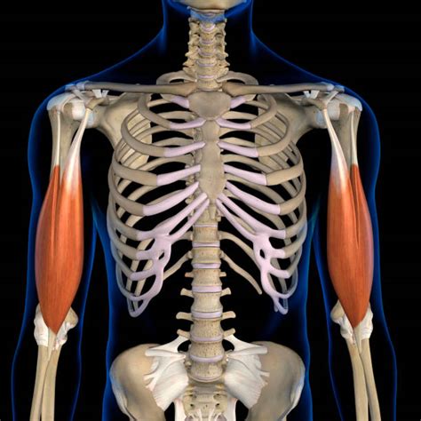 These muscles may be located anteriorly, posteriorly, and/or laterally. Diagram Of The Rib Cage Stock Photos, Pictures & Royalty ...