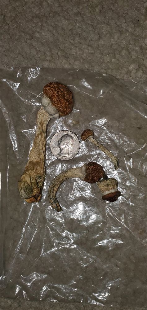 But maybe that was the point: First time doing shrooms, are these good? And how many ...