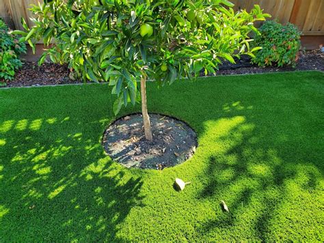 The infills keep the grass standing up straight and prevent from staying flat when trodden on. Can You Add Live Plants to Las Vegas Artificial Grass ...