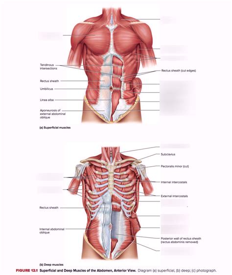 Usually as one muscle contracts (or shortens), the opposing muscle (known as the antagonist) elongates and vice versa. Muscles Of The Torso Anterior : Biol 160 Human Anatomy And ...