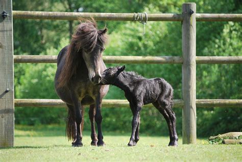 Dann macht er selbst ein pferd nach. Falabella Friends | Alles Über die Falabella | Falabella