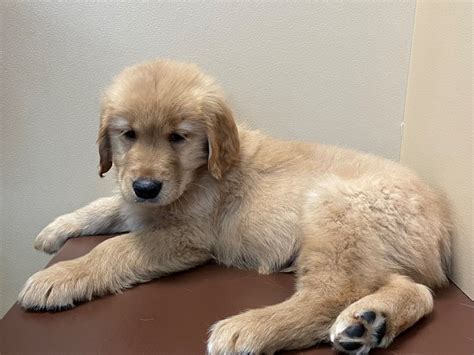 Again, all petlands operate under the same business model & buy their puppies from puppy mills, not the i would have even settled for a lower price for the dog since he is from a puppy mill & so far. Golden Retriever DOG Golden ID:2965891 Located at Petland ...