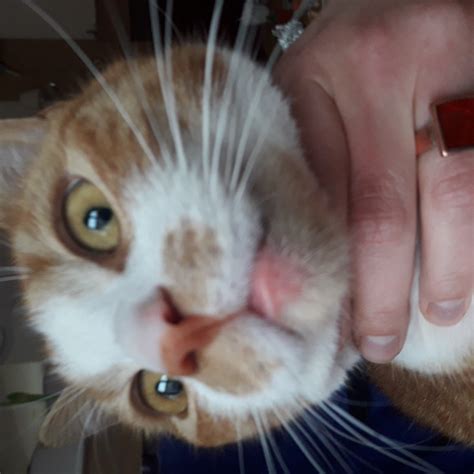 Lesions can also be inside the mouth. health - Swollen cat lip - Pets Stack Exchange